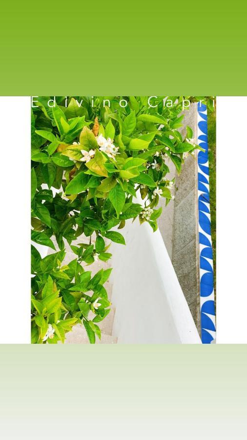 Suites Edivino Design Capri Bagian luar foto